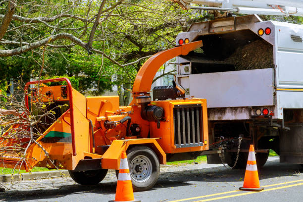 Best Seasonal Cleanup  in Napoleon, OH